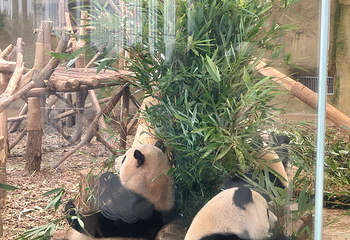 成都大熊猫繁育研究基地第 549 张图片