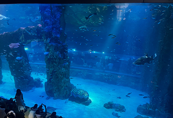 Sea Life COEX水族馆第 57 张图片