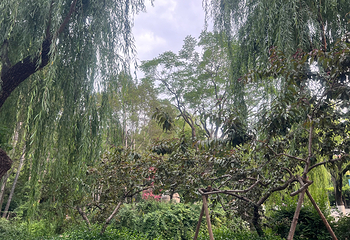 趵突泉景区第 262 张图片