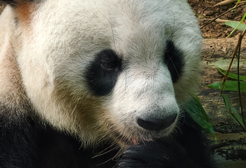 成都大熊猫繁育研究基地第 139 张图片
