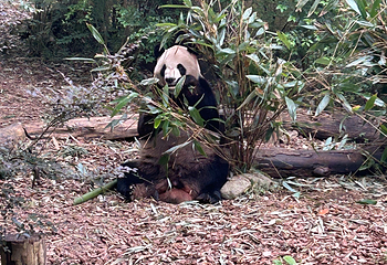 成都大熊猫繁育研究基地第 391 张图片