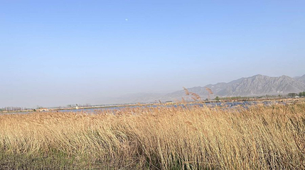壶流河湿地第 1 张图片