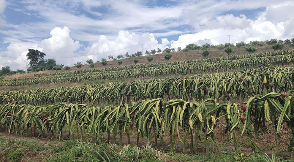 西双版纳傣族自治州喃哈热带水果基地
