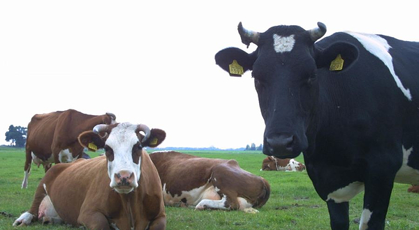 Boerderij 't Geertje