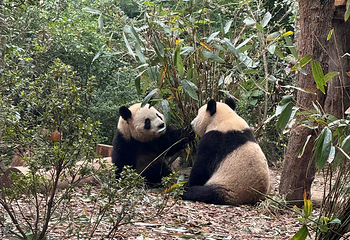 成都大熊猫繁育研究基地第 273 张图片