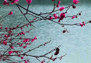 浣花溪公园第 74 张图片