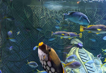 三亚亚特兰蒂斯失落的空间水族馆第 174 张图片