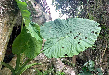 五指山水满河热带雨林风景区第 19 张图片