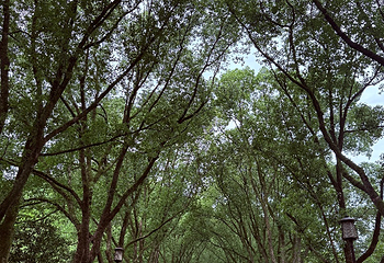 新昌大佛寺景区第 93 张图片