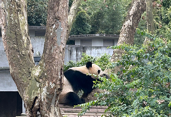 成都大熊猫繁育研究基地第 285 张图片