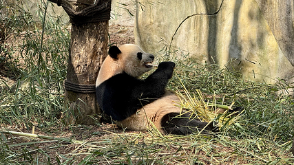 熊猫谷第 60 张图片