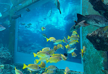 冲绳美丽海水族馆第 101 张图片