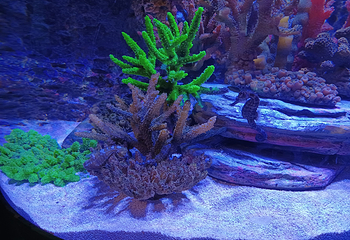 釜山SEA LIFE水族馆第 24 张图片