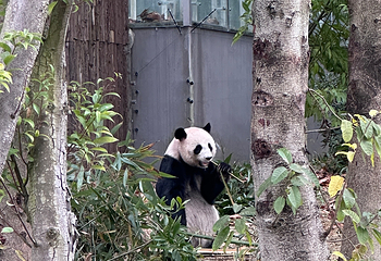 成都大熊猫繁育研究基地第 478 张图片