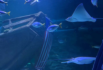 吉隆坡城中城水族馆第 81 张图片