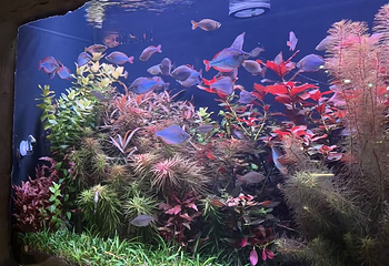 吉隆坡城中城水族馆第 84 张图片