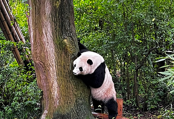 成都大熊猫繁育研究基地第 502 张图片