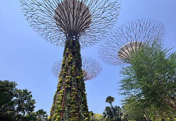 新加坡滨海湾花园第 370 张图片