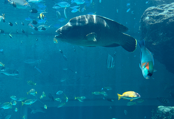 冲绳美丽海水族馆第 148 张图片
