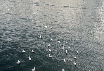 迪拜河第 127 张图片