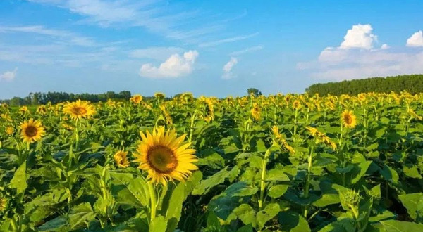 泸州五彩萌宠乐园