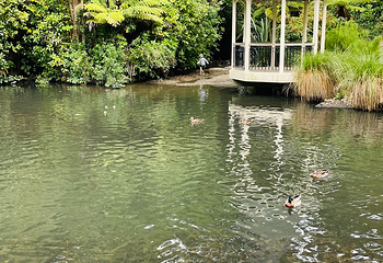 惠灵顿植物园第 47 张图片