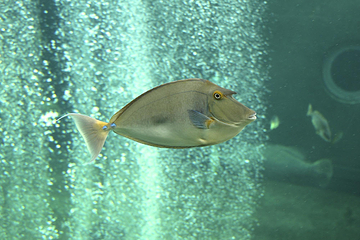 箱根园水族馆第 10 张图片