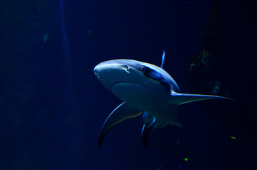 里昂水族馆第 11 张图片