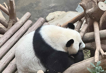 成都大熊猫繁育研究基地第 500 张图片