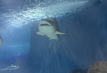 上海海洋水族馆第 200 张图片