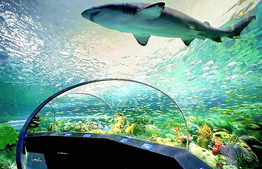 加拿大里普利水族馆第 8 张图片