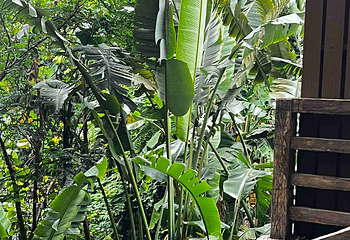 厦门园林植物园第 92 张图片