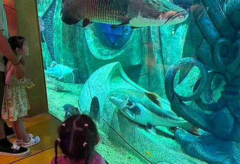 三亚亚特兰蒂斯失落的空间水族馆第 241 张图片