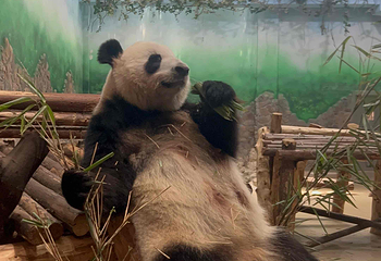 成都大熊猫繁育研究基地第 615 张图片