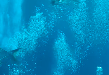 三亚亚特兰蒂斯失落的空间水族馆第 148 张图片