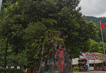 金佛山第 127 张图片