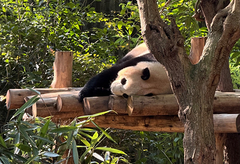 成都大熊猫繁育研究基地第 223 张图片