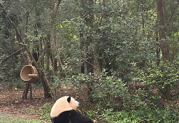 成都大熊猫繁育研究基地第 539 张图片