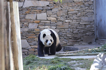 卧龙中华大熊猫苑神树坪基地第 67 张图片
