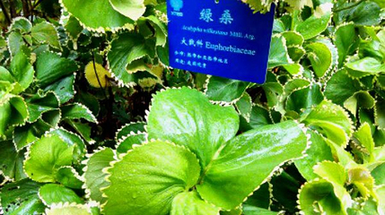 奇花异卉园第 1 张图片