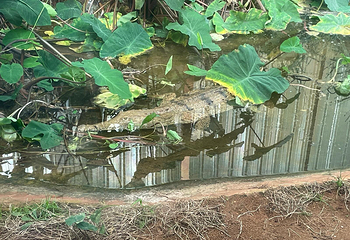 凯维森野生动物园第 78 张图片