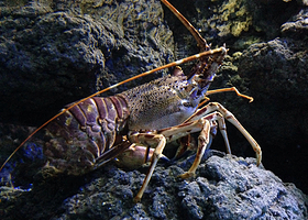 BIOPARC Acuario de Gijón