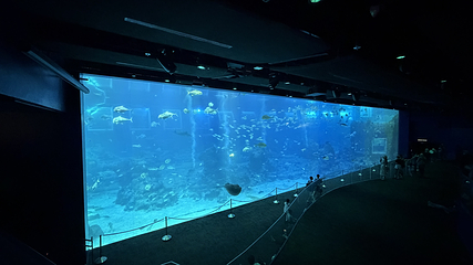 新加坡海洋生态馆第 181 张图片