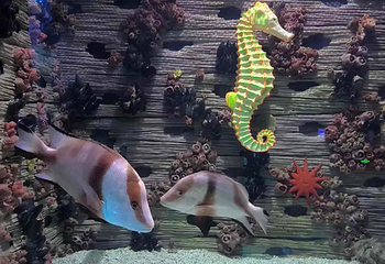上海海洋水族馆第 172 张图片