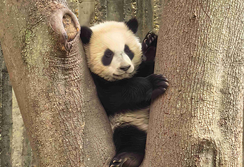 成都大熊猫繁育研究基地第 440 张图片