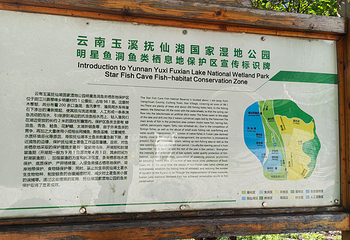 明星鱼洞第 26 张图片