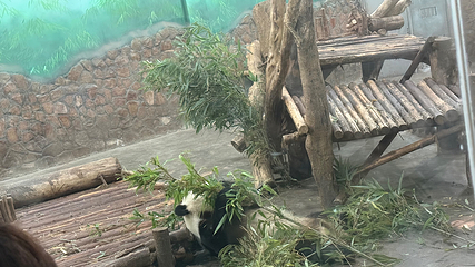 成都大熊猫繁育研究基地第 676 张图片