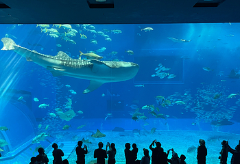 冲绳美丽海水族馆第 102 张图片