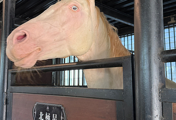 新疆古生态园汗血马基地第 111 张图片