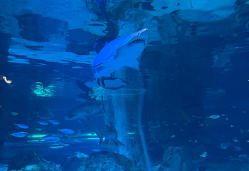 Sea Life COEX水族馆第 50 张图片
